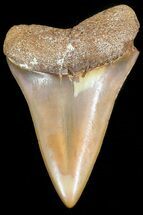Colorful Fossil Mako Tooth - Morocco #44281