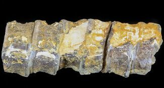 Associated Fossil Fish Vertebrae - Smoky Hill Chalk, Kansas #44584