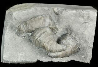 Devonian Horn Coral Cluster - New York #44616