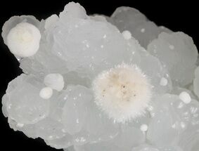 Apophyllite Crystals and Gyrolite on Prehnite - India #44364
