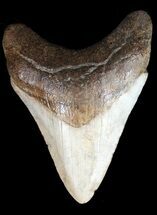 Megalodon Size: How Big Was The Megalodon Shark? - FossilEra.com