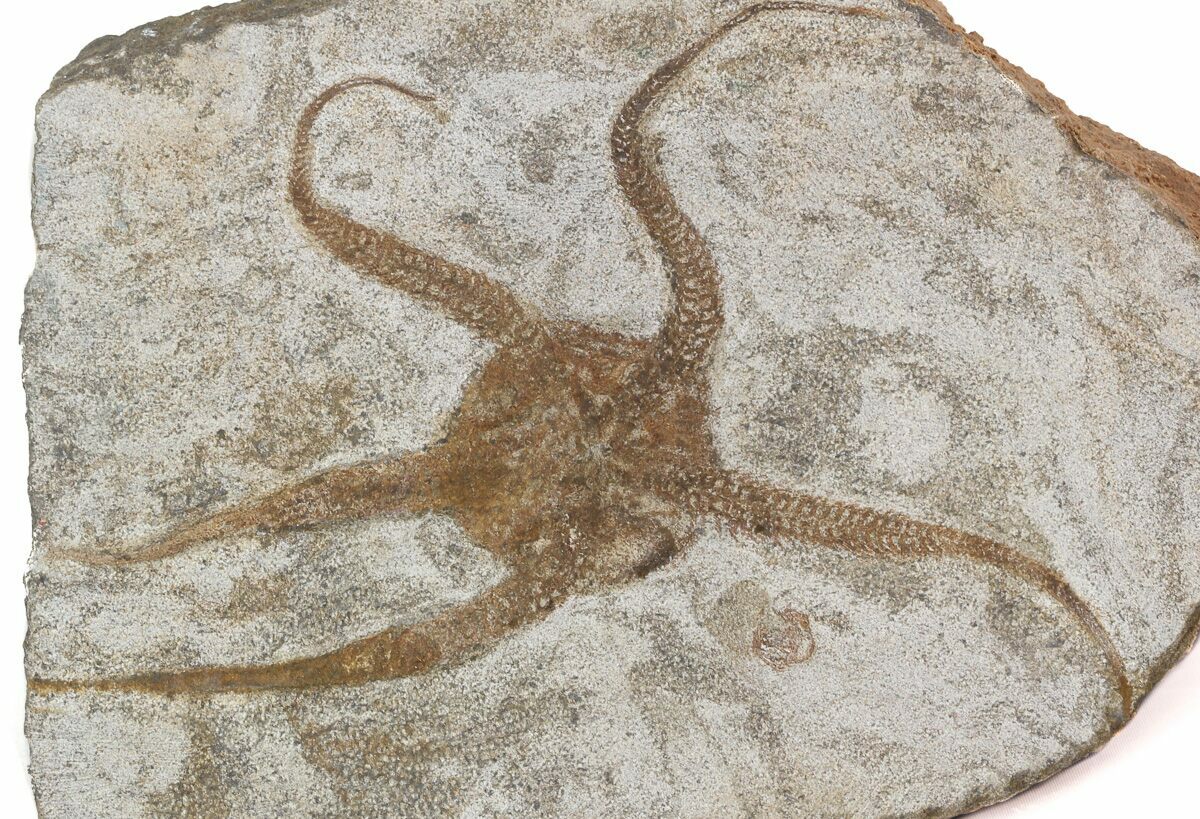 5" Wide Ophiura Brittle Star Fossil For Sale (45122)