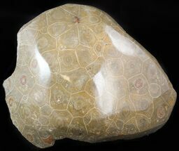 Polished Fossil Coral (Actinocyathus) Head - Cyber Monday Deal! #44919