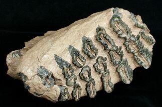 Large Southern Mammoth Molar - Serbia #4391