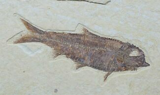 Beautiful Knightia Fish Fossil - #1574
