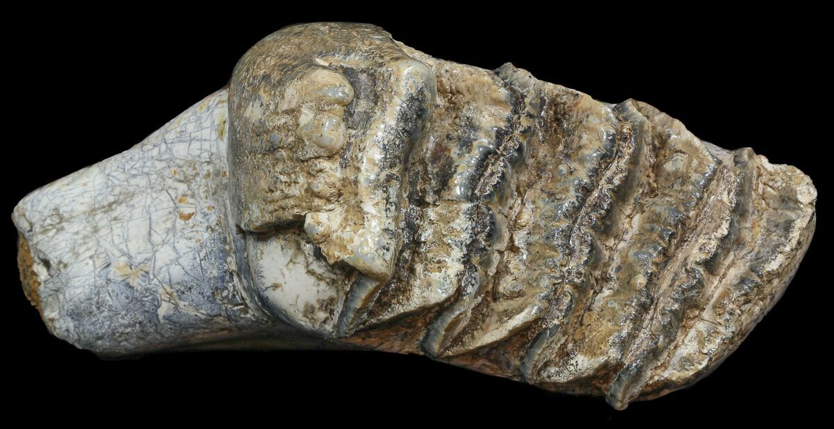 Fossil Stegodon Lower Jaw M2 Molar Indonesia For Sale (45379