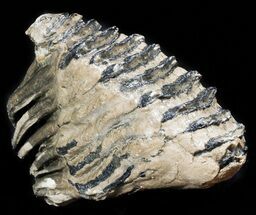 Rare Fossil Palaeoloxodon M Molar - Germany #45361