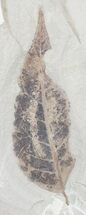 Fossil Allophylus Leaf - Utah #45640
