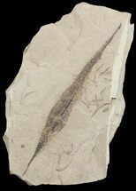 Fossil Willow Leaf (Salix cockerelli) - Utah #45653