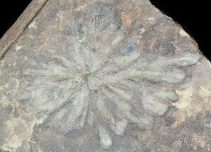Wide Stellascolites Trace Fossil (Arthropod Resting Area) #45681