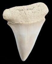 Fossil Mako Tooth - Summerville, SC #45963