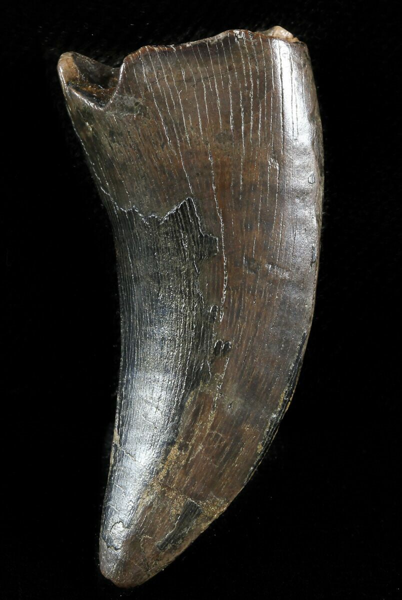 nanotyrannus fossil