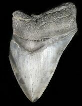 Partial, Serrated, Megalodon Tooth #46139
