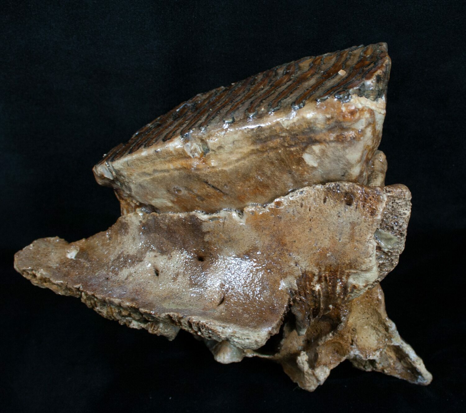 Woolly Mammoth Molar From North Sea (#4419) For Sale - FossilEra.com