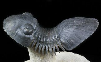 Amazing Flying Paralejurus Trilobite - #46276