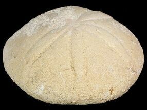 2.9" Fossil Echinoid (Echinolampas) - Dakhla, Morocco - Fossil #46429