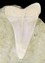 Mako Shark Tooth Fossil In Rock - Sharktooth Hill, CA #46487