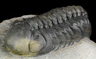 Austerops Trilobite - Great Eyes #46703