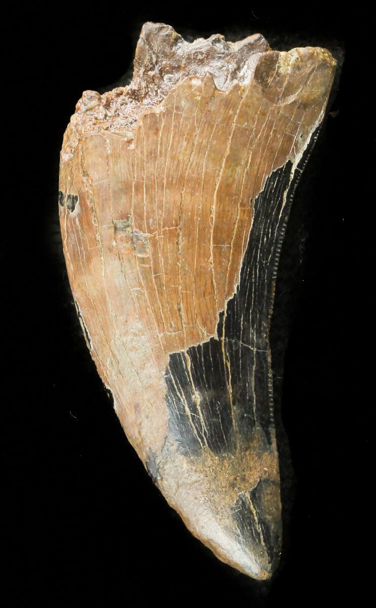 nanotyrannus tooth for sale