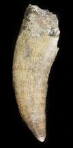 T-Rex (Tyrannosaurus rex) Tooth - Montana #46665