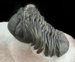 Reddish Barrandeops Trilobite #46716
