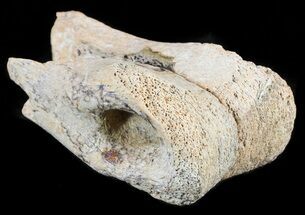 Partial Theropod Dinosaur Toe Bone - North Dakota #46927