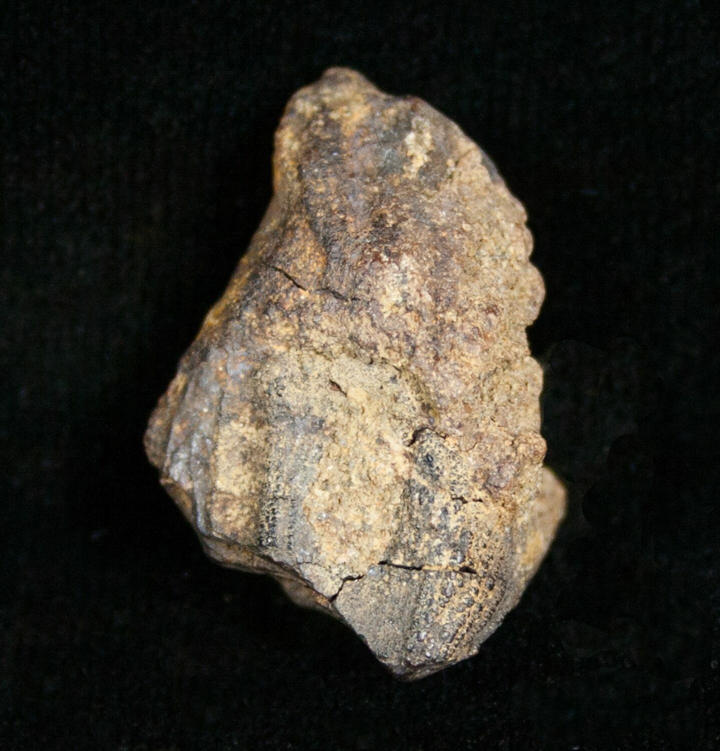 Partial Triceratops Tooth - 1.05