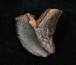 Unworn Triceratops Tooth Crown - #4474