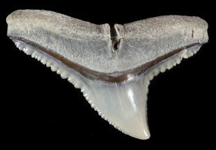 Fossil Dusky Shark Tooth - Lee Creek (Aurora), NC #47652