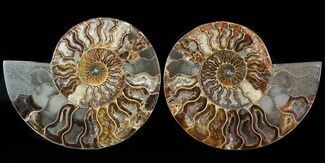 Cut/Polished Ammonite Pair - Agatized #47686