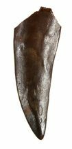 Timurlengia (Tyrannosaur) Tooth Tip - Uzbekistan #48029