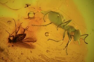 Fossil Ant (Formicidae) & Fly In Baltic Amber #48215