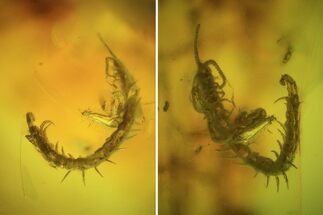 Rare Fossil Centipede (Chilopoda) In Baltic Amber #48250