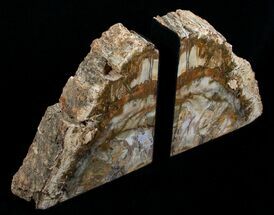 Medium Petrified Wood Bookends - Madagascar #4492