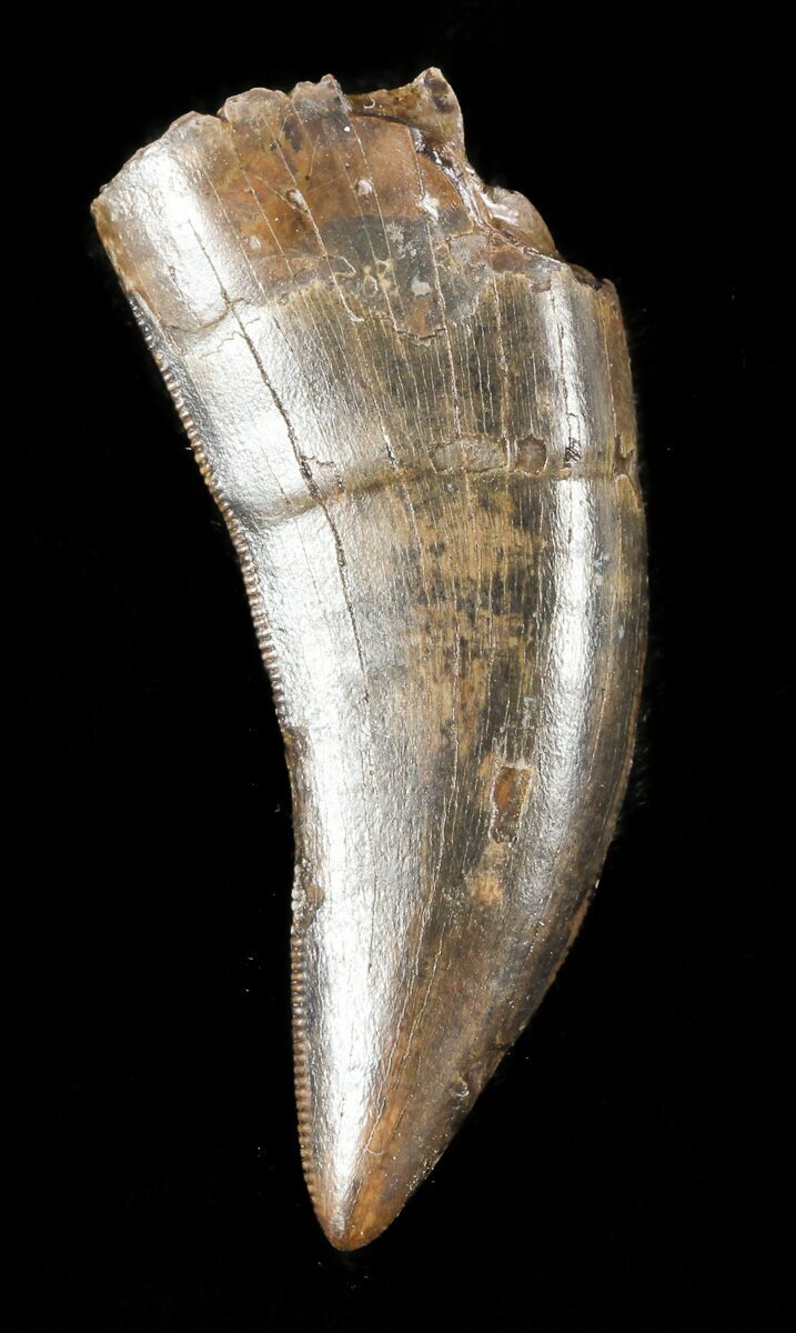 nanotyrannus tooth for sale