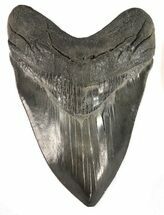Large, Serrated, Fossil Megalodon Tooth #48374
