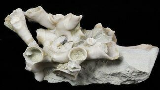 Cladochonus Fossil Coral - Crawfordsville, Indiana #48457
