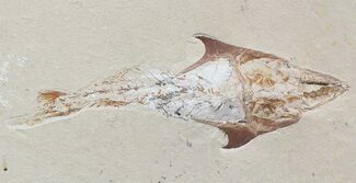 Fossil Crusher Fish (Coccodus) - Hgula Lebanon #48498
