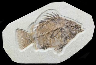 Massive, Priscacara Fossil Fish - World Class Specimen! #48597