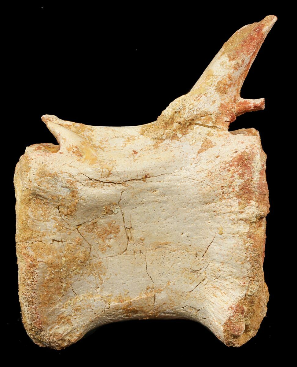 dinosaur tail vertebrae