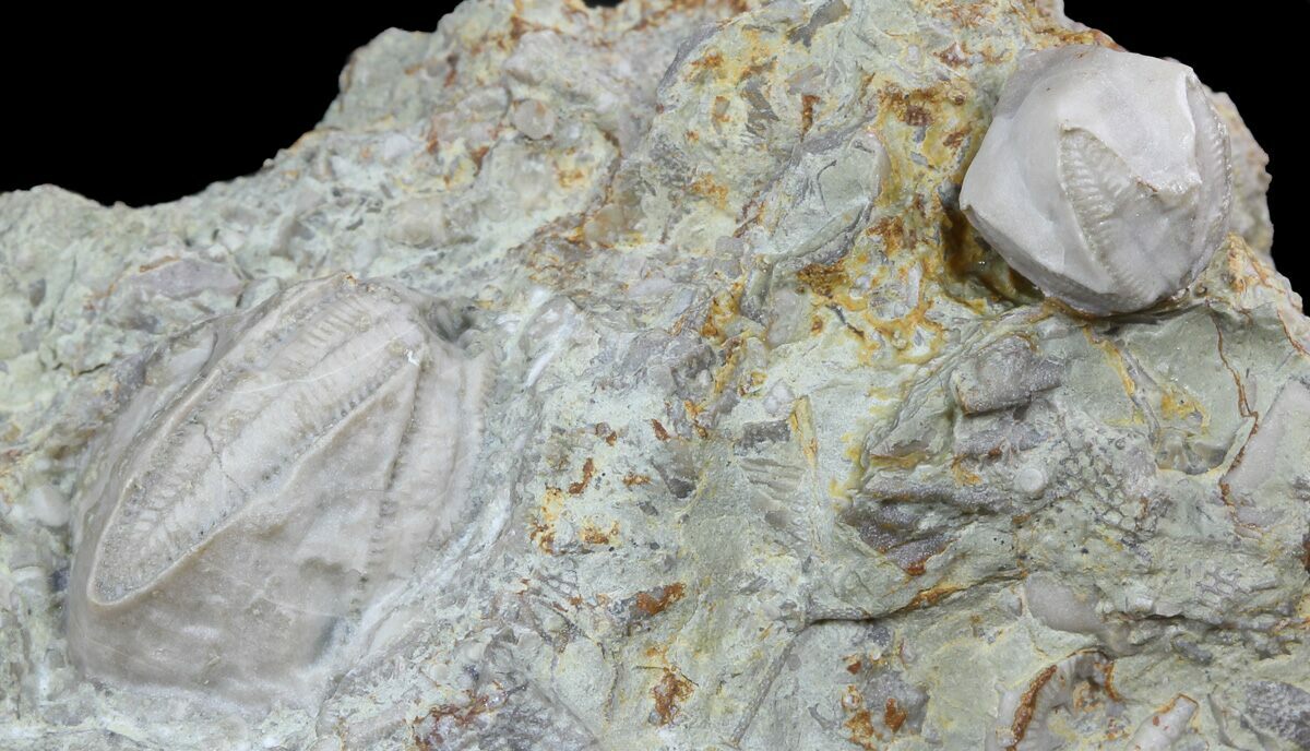 Mississippian Pentremites godoni complete blastoid crinoid fossil Illinois 