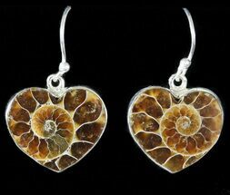 Fossil Ammonite Earrings - Sterling Silver #48733