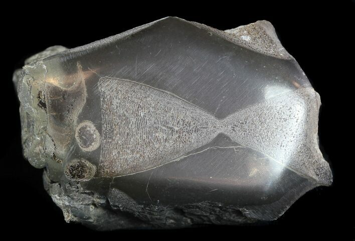 Jurassic Marine Reptile Bone In Cross-Section - Whitby ...