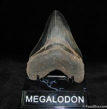 Great Megalodon Tooth With Stand #586