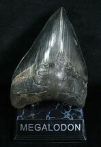 Massive , Serrated Megalodon Tooth #4561