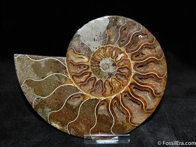 Single Cleoniceras Ammonite #589