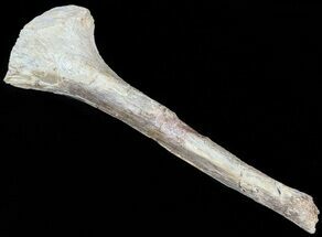 Mosasaur (Platecarpus) Rib Section With Shark Tooth Marks #49342
