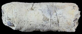 Fish Coprolite (Fossil Poo) - Kansas #49344
