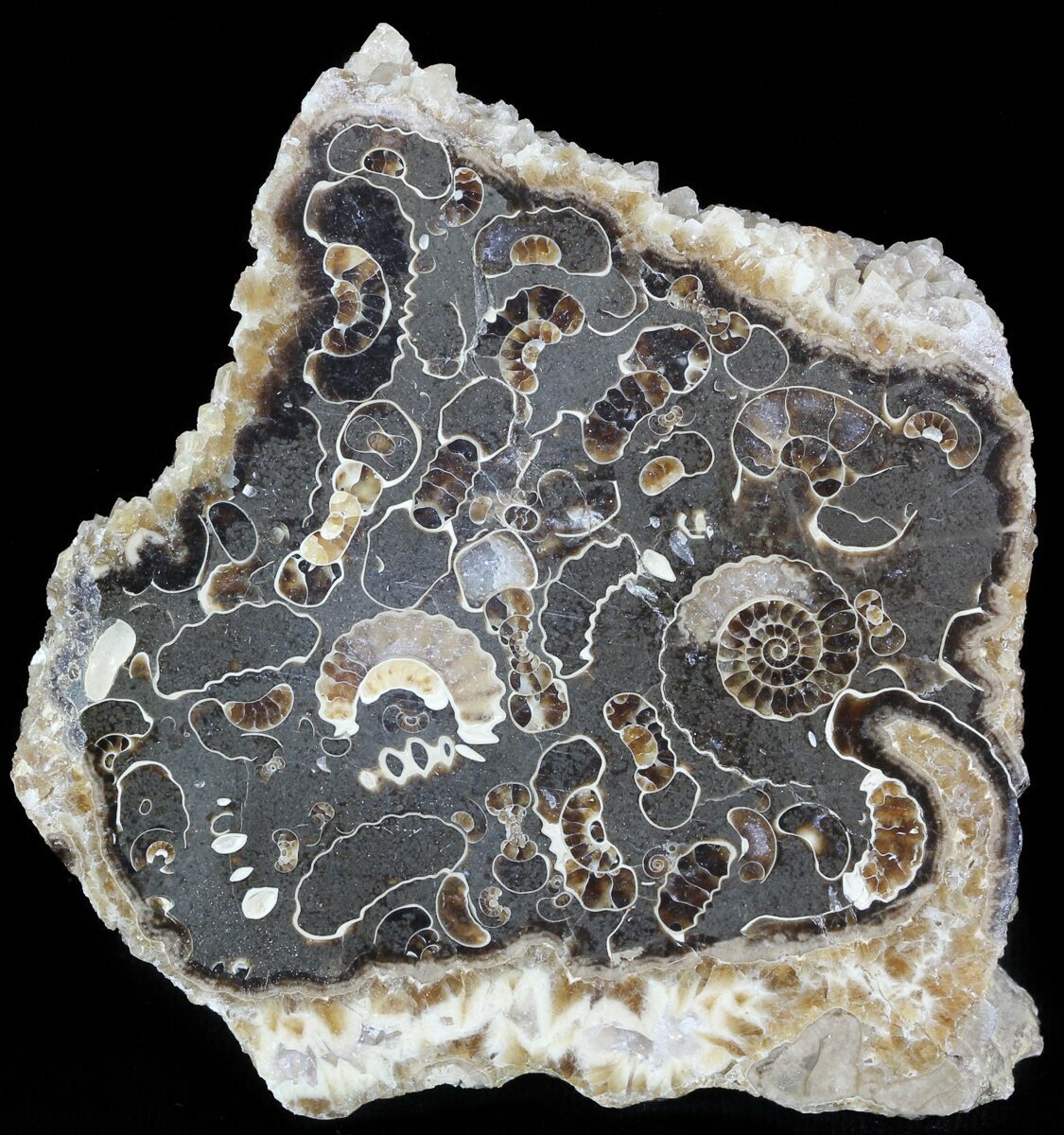 3.1" Polished Ammonite Fossil Slab "Marston Magna Marble" For Sale