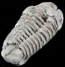 Calymene Trilobite From Morocco - Large Size #49670
